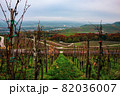 Vineyards of the Moselle Valley in Luxembourg 82036007