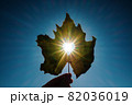 Sun shining through the heart shape in a yellow leaf 82036019