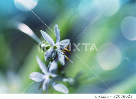 Flowers 82036025