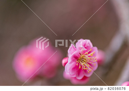 紅梅 花 紅梅 花 82036076