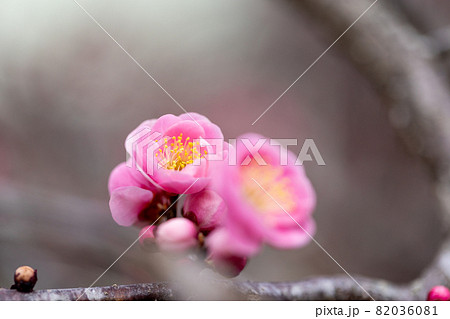 紅梅　花 82036081
