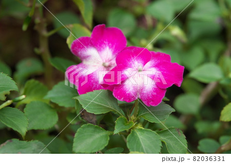 インパチェンスの斑入り赤花【緑背景】 82036331