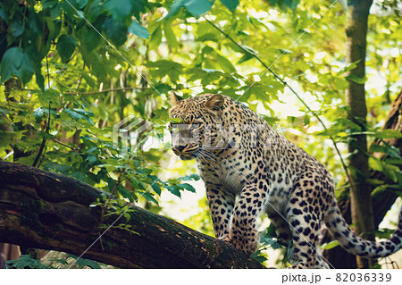 big cat Persian leopard, Panthera pardus saxicolor) 82036339