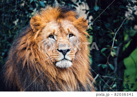 Southwest African lion or Katanga lion 82036341