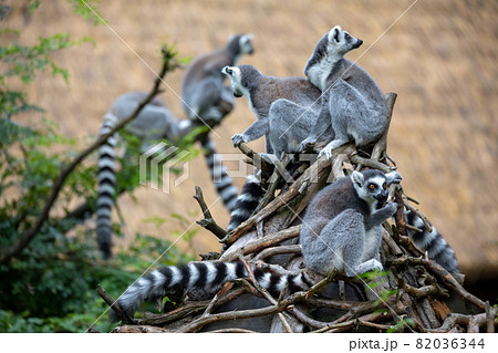 cute and playful Ring-tailed lemur cute and playful Ring-tailed lemur 82036344