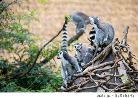 cute and playful Ring-tailed lemur cute and playful Ring-tailed lemur 82036345