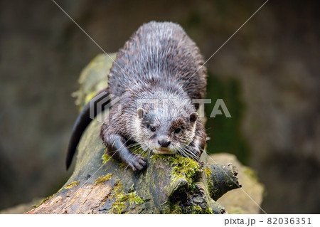 European otter rest on tree trunk European otter rest on tree trunk 82036351