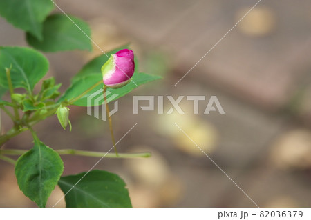 インパチェンスの蕾 82036379