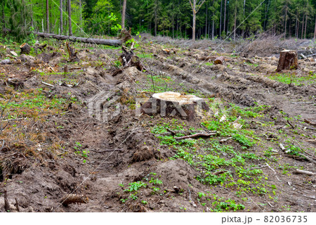 Felled spruces trees in forest. Deforestation and Illegal Logging, international trade in illegal timber.  82036735