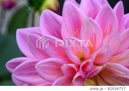 Dahlia flower blooming at botanic garden 82036737