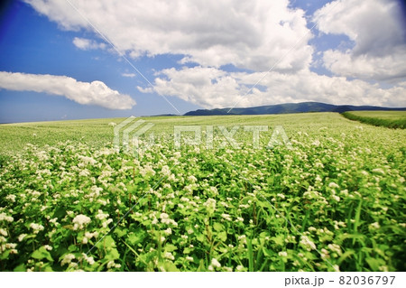 夏色そば畑 82036797