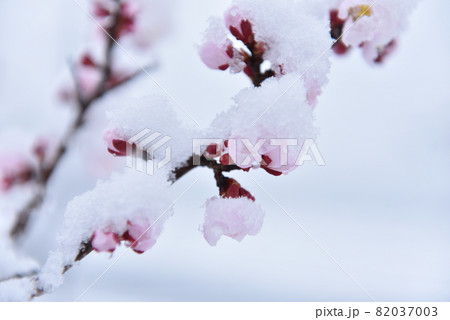 紅梅の花に積もった三月の雪 紅梅の花に積もった三月の雪 82037003