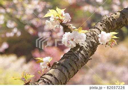 八重桜 82037226