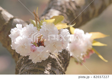 八重桜 八重桜 82037227