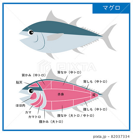 図 可愛いマグロと部位のシンプルなイラスト ベクター 82037334