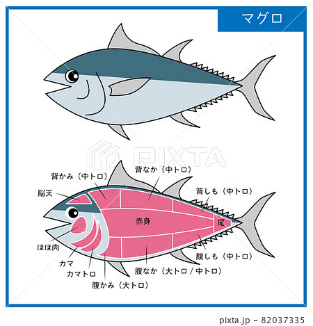 図 可愛いマグロと部位のシンプルなイラスト ベクターのイラスト素材