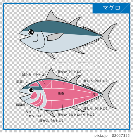図 可愛いマグロと部位のシンプルなイラスト ベクター 82037335