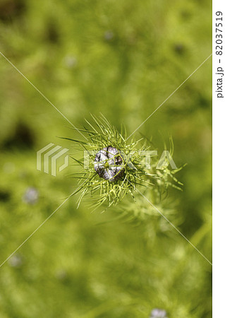 Love-in-a-mist flower Love-in-a-mist flower 82037519