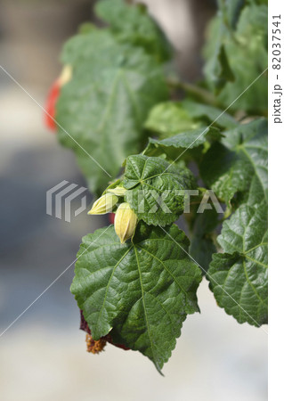 Chinese lantern 82037541