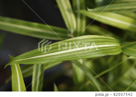 Dwarf white-striped Bamboo 82037542