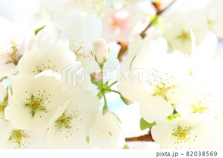 大島桜 白い桜の花 クローズアップ 明るい自然背景の写真素材