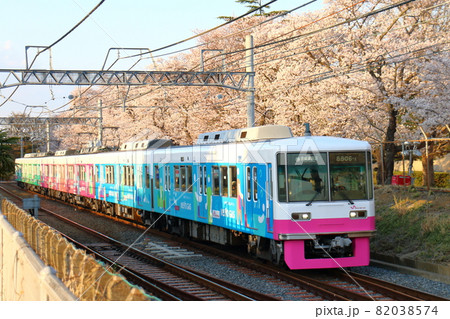 千葉県鎌ケ谷市くぬぎ山付近を通る新京成線の8800形新塗装車とさくら満開 82038574