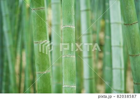 竹林 竹林 82038587