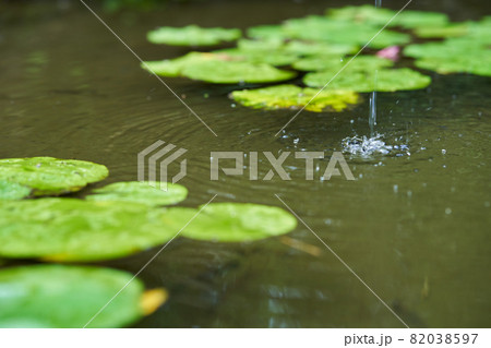 日本庭園 池 日本庭園 池 82038597