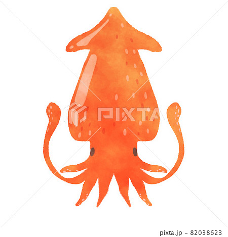 ダイオウイカ　イラスト 82038623