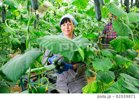 woman and man harvesting crops in greenhouse woman and man harvesting crops in greenhouse 82039871