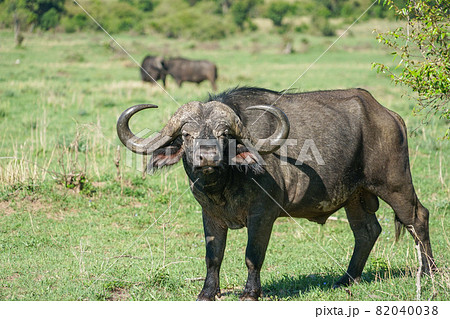 アフリカスイギュウ 82040038