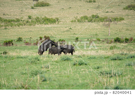 アフリカスイギュウの交尾 82040041