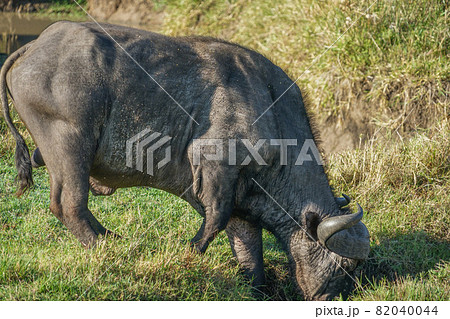 アフリカスイギュウ 82040044
