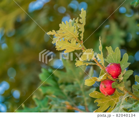 Oak tree red apples closeup view in summer Oak tree red apples closeup view in summer 82040134