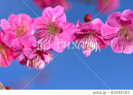 小鳥の森（三徳園）　並んで咲く八重咲きの紅梅の花と青空　岡山県岡山市東区 82040165