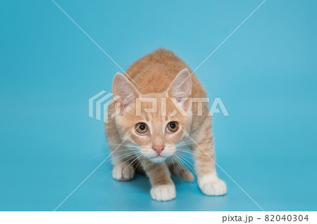 Small mongrel kitten of red color 82040304