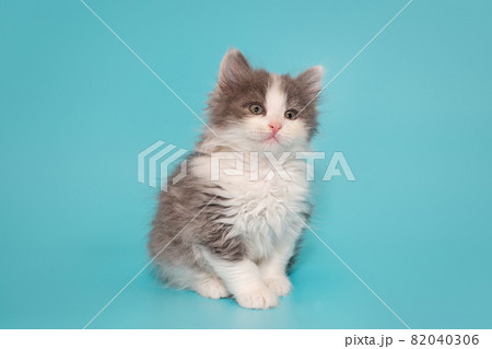Small mongrel kitten of gray and white color 82040306