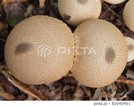 おっぱいみたいなキノコ(ホコリタケ) おっぱいみたいなキノコ(ホコリタケ) 82040401