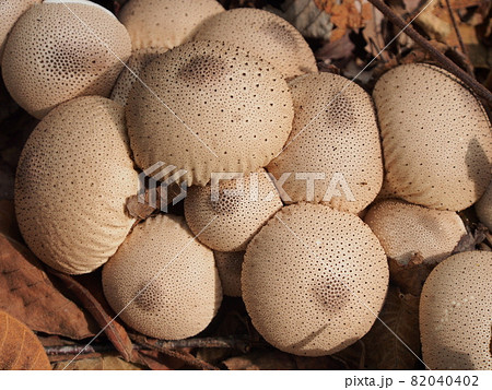 ぎゅうぎゅうに密生したキノコ(ホコリタケ) 82040402