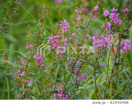 ミソハギ 82040466