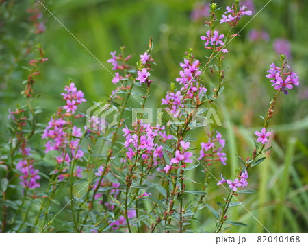 ミソハギ 82040468