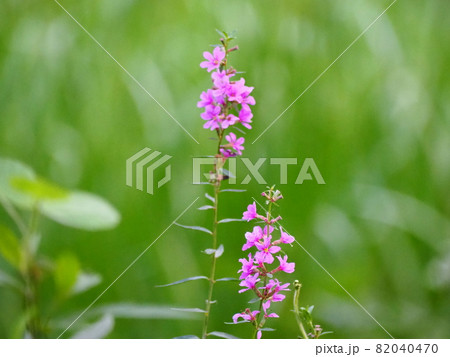 ミソハギ 82040470