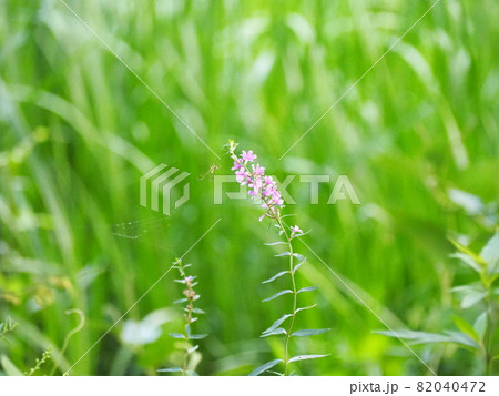 ミソハギ 82040472