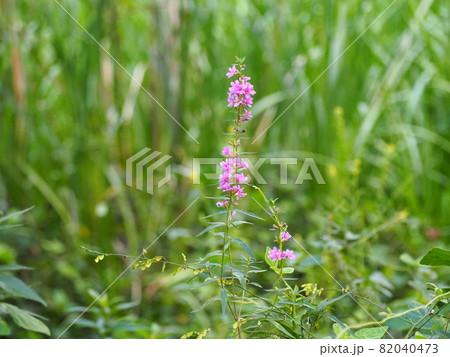 ミソハギ 82040473