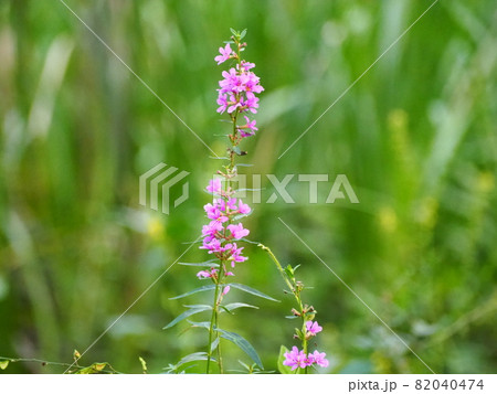 ミソハギ 82040474