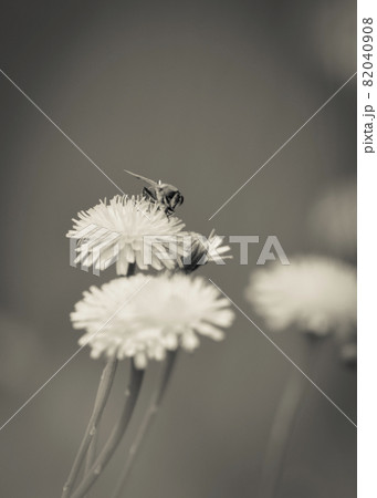 Bee on wild flowers 82040908