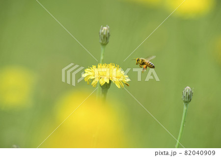 Bee on wild flowers 82040909