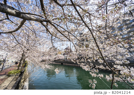 大岡川の桜 82041214