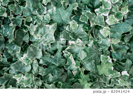 Green Algerian ivy Hedera Background 82041424
