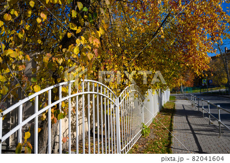 Autumn landscape. Trees with yellow leaves 82041604